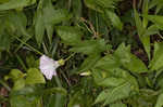 Hedge false bindweed